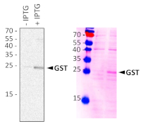 GST-tag (mouse, monoclonal) in the group Tag Antibodies / GST/MBP/Trx at Agrisera AB (Antibodies for research) (AS21 4677)